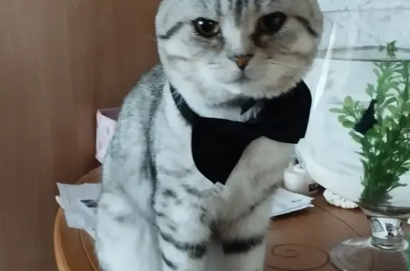 Кошки потеряшки, Тямша, фото: Потеряшка кот: Тямша, Молодёжная, 5