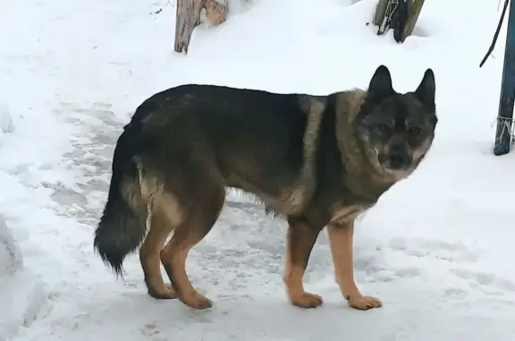 Найдена собака на Тимирязева, 109