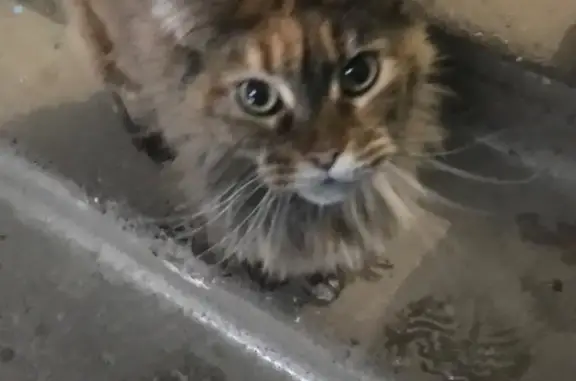 Найдена кошка: В. Иванова, 19