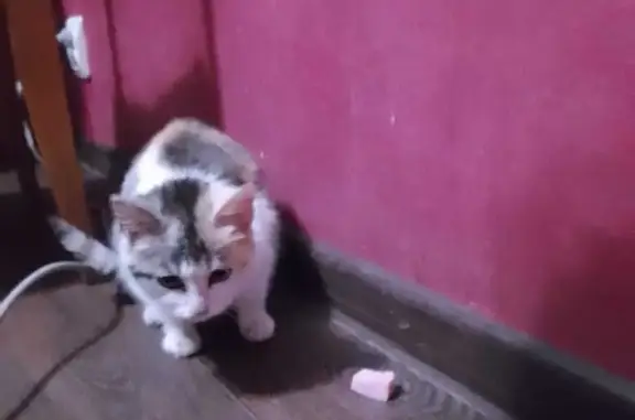 Найдена кошка ул. Ленина, 275