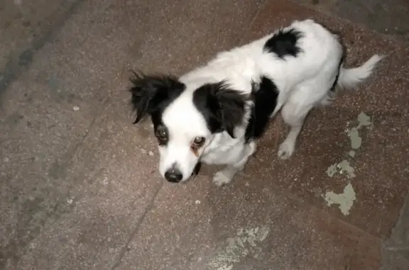 Найдена собака у 401, Краснокаменск