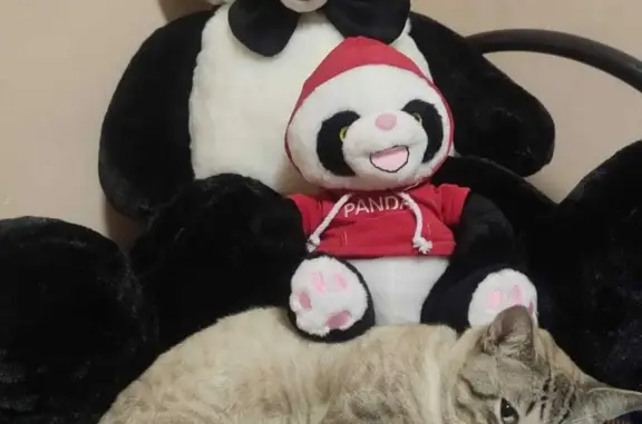 Кошки потеряшки, Санкт-Петербург, фото: Потеряшка кошка: Днепропетровская, 2Б