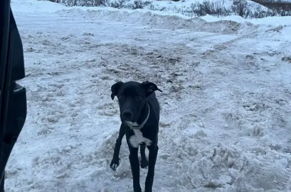 Найден пёс в Подолино, черно-белый