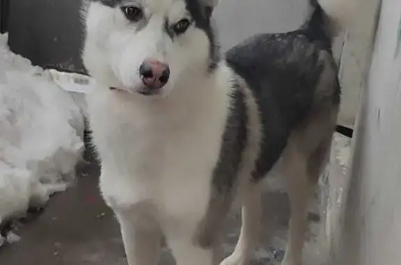 Найдена собака, Красногорск, +79037261489