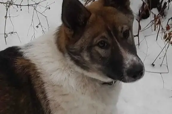 Пропала собака в Таврово, Первомайская ул.