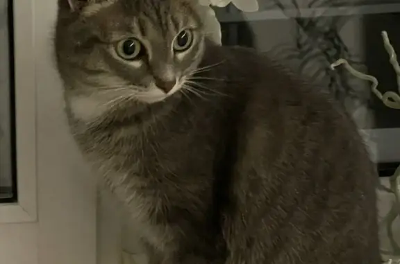Найдена кошка: Чернышевского, 19А, Пермь