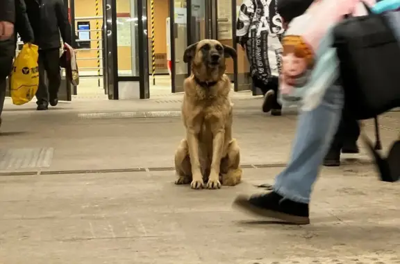 Найдена собака у метро Лианозово