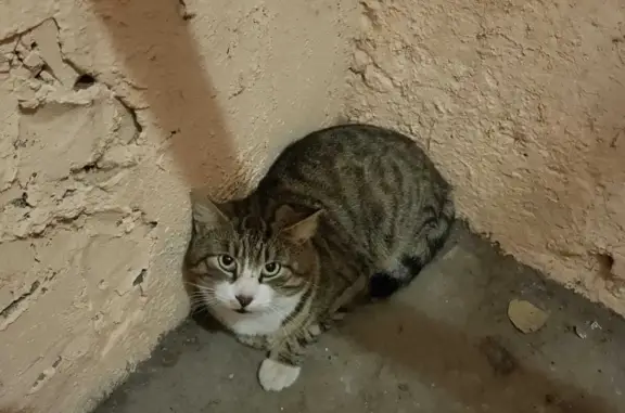 Найдена кошка на Авангардной ул.