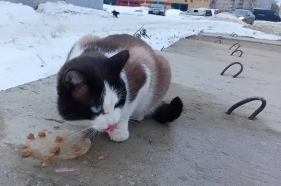 Найден кот: пр-т Мира, Рыбинск