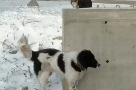 Собака найдена на Ай-Петри, Крым