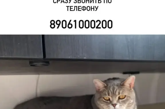 Пропал кот, Белебей, 89061000200