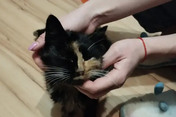 Трехцветная кошка найдена, Алтуфьево
