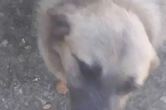 Пропала собака в Ростове, тел. 89184642961