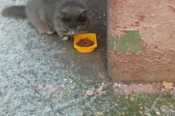 Найден пушистый кот: Самаркандский б-р