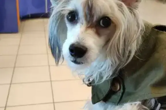 Собаки потеряшки, Санкт-Петербург, фото: Потеряшка хохлатая собака, ул. Куликова