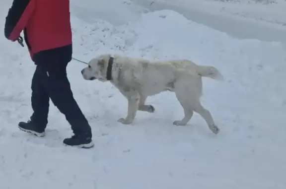 Найдена собака, Красноярск