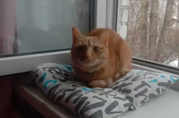 Кошки потеряшки, Санкт-Петербург, фото: Потеряшка кошка на Гарькавого, 28 к1