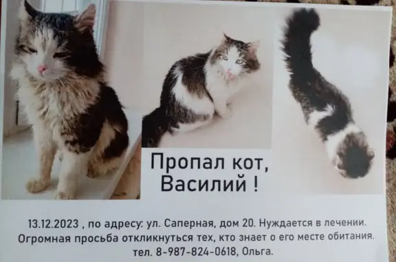 Пропала кошка, Саратов