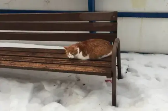 Найдена кошка, Таллинская ул., Мск