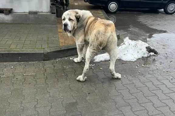 Найдена собака, Добринская ул., Доброе