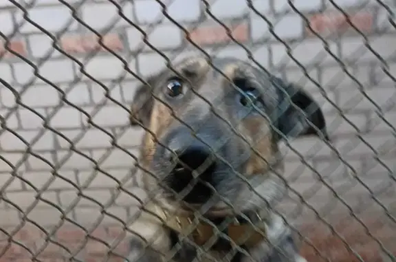 Собаки потеряшки, Волгоград, фото: Потеряшка Мальчик, ул. Красных Командиров, 108