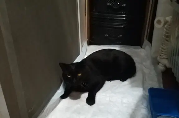 Чёрный кот найден: Петергофское ш., 78к10