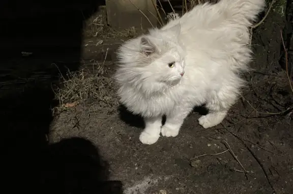 Найдена кошка, ул. Торпедо, Воронеж
