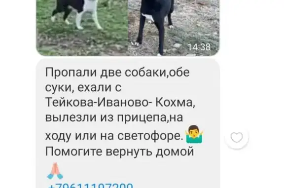 Потерялись собаки в Тейково