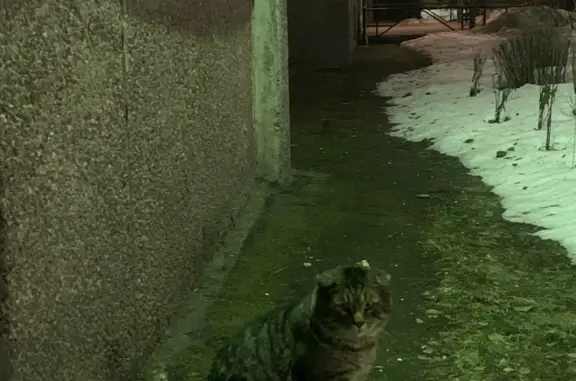 Найдена кошка, пр-т Королёва, 50 к1