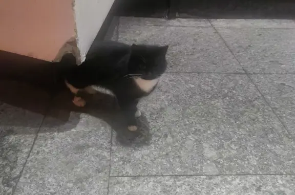 Найдена кошка у метро Пятницкое