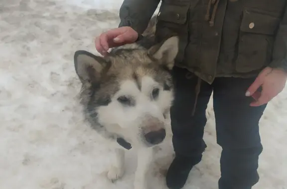 Найдена собака, Тульская обл. 79052556457