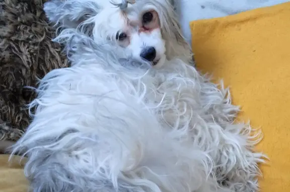 Собаки потеряшки, Санкт-Петербург, фото: Потеряшка собака, Петергофское шоссе, 84 к19