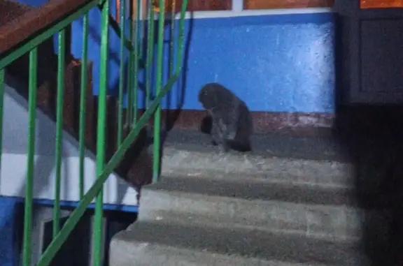 Найдена кошка: Гожувская 50, Саранск