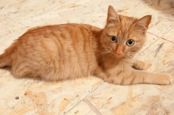 Найден рыжий котик: Садовая ул., 39 к3