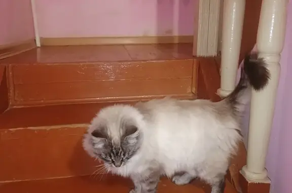 Кошка-девочка найдена в Брянске