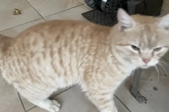 Найден рыжий кот: Комсомольская, 83