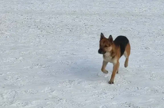 Найдена собака в парке Гагарина