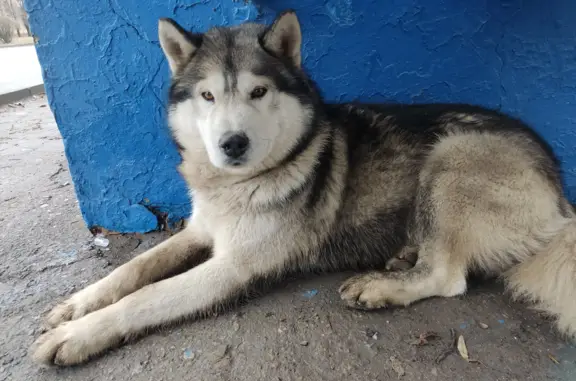 Найдена собака, ул. 301 Стрелковой, Донецк