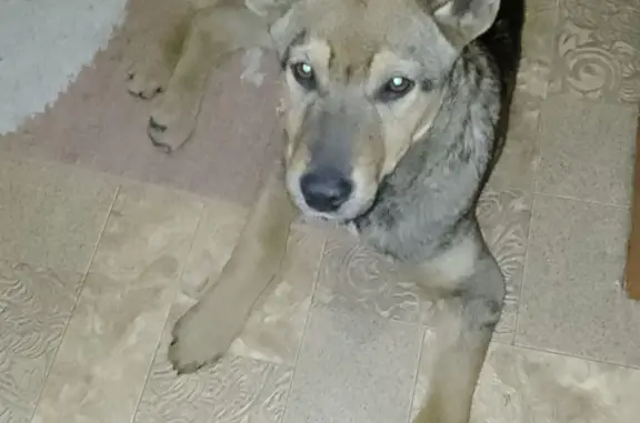 Собака найдена: Восточное ш., Хабаровск