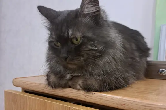 Найден котик, пр-т Разина, 26, Тольятти