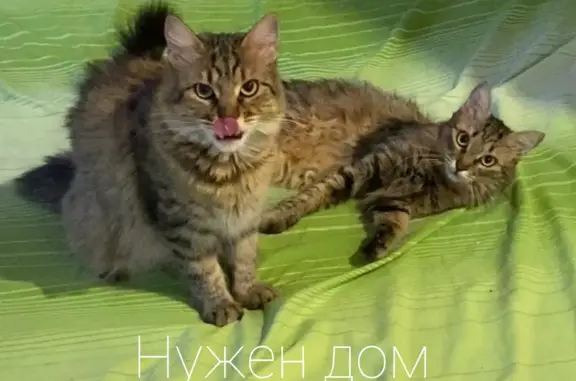 Кошки Буся и Кукла ищут дом, Ростов