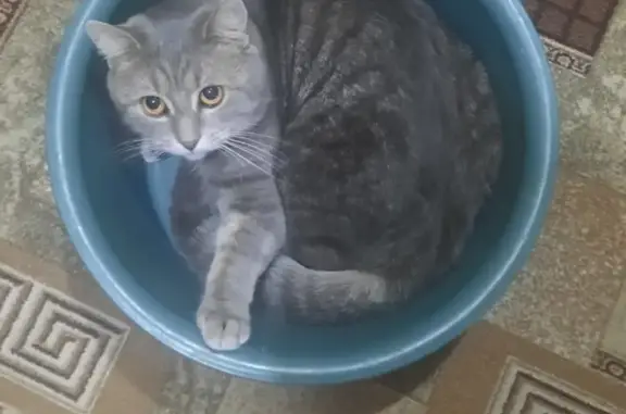 Пропала кошка: Свердлова, 16, Малмыж