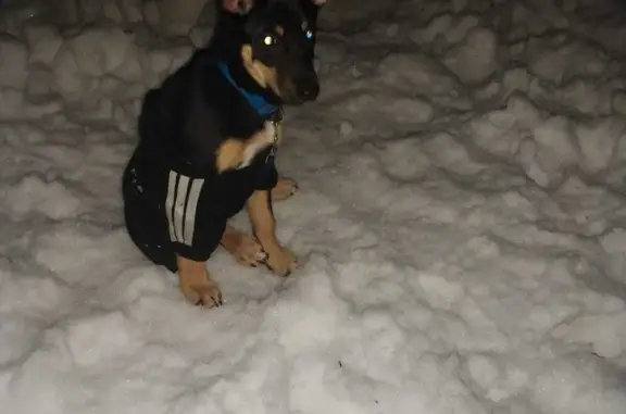 Найдена щенок в парке, Москва
