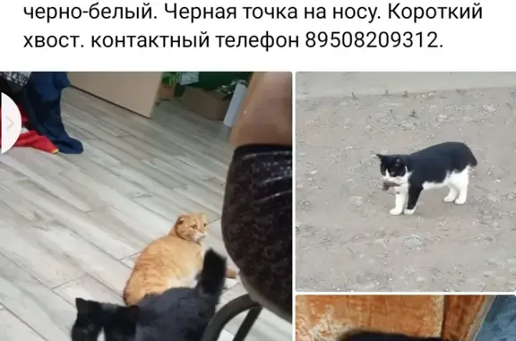 Пропала кошка: Кутузова, 15, Балезино