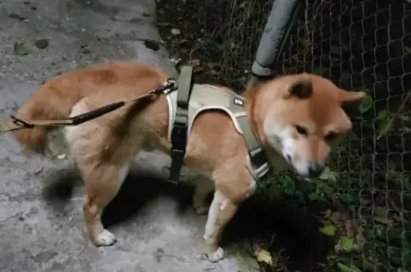 Пропала собака сиба-ину у ЖК Манхеттен