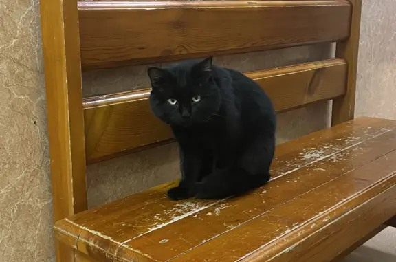 Найден черный кот: 4-я Железнодор., 73А