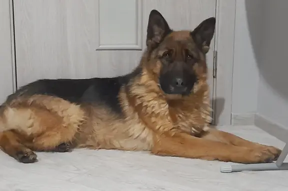 Найдена собака: Ветлужская, 63А, Пермь