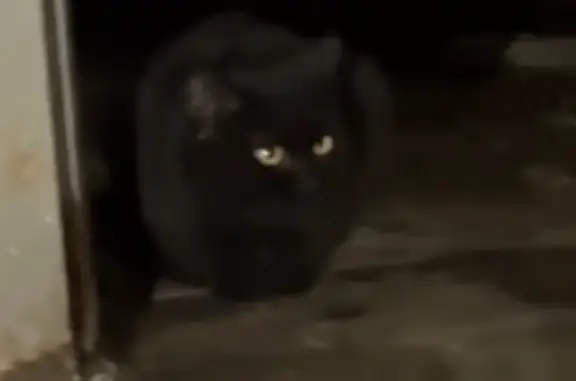 Черный кот найден: Москва, Короленко, 8