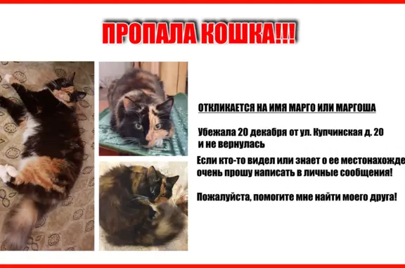 Потерянные животные Санкт-Петербург, фото: Пропала кошка, Купчинская 20 к3