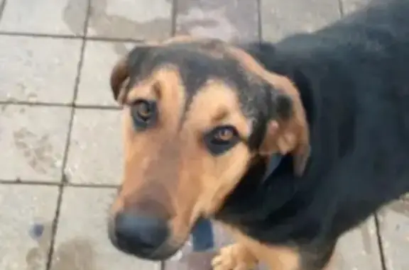 Найдена собака Джесси, Ставропольская